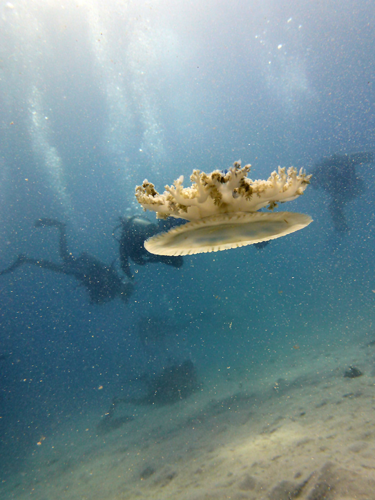 Ambon Image 20