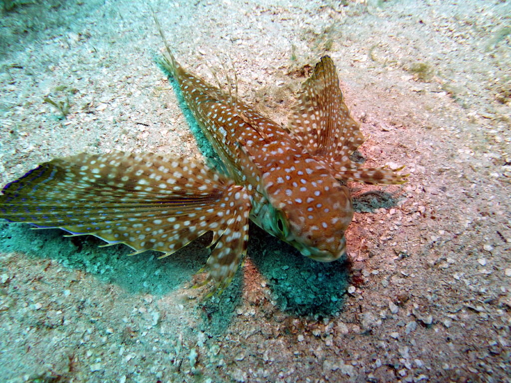 Ambon Image 24