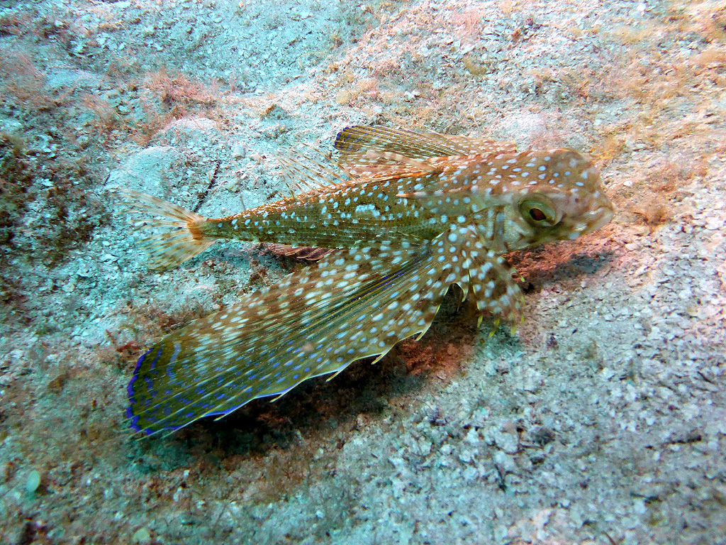 Ambon Image 25
