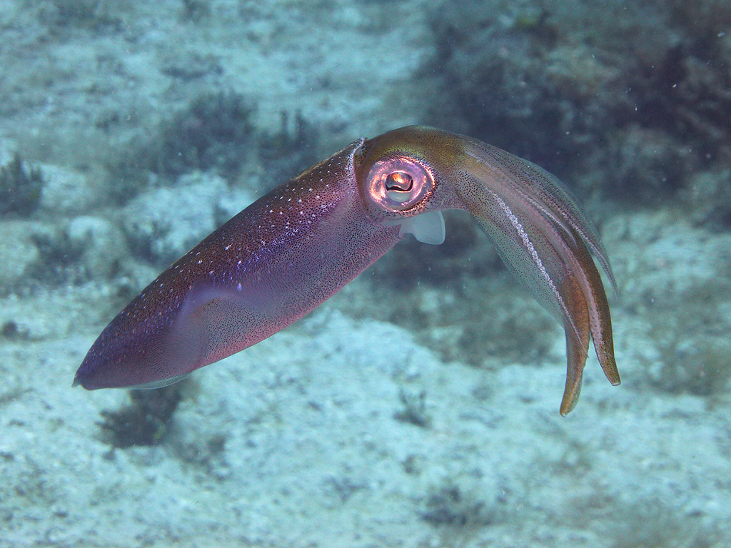 Ambon Image 27