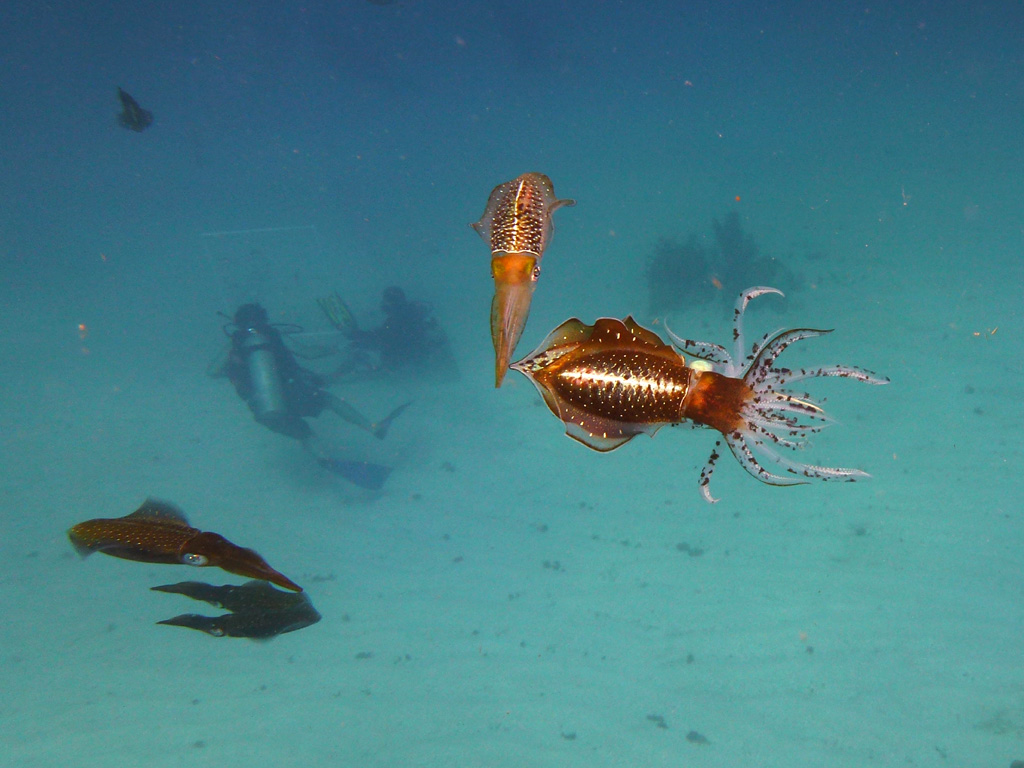 Ambon Image 29
