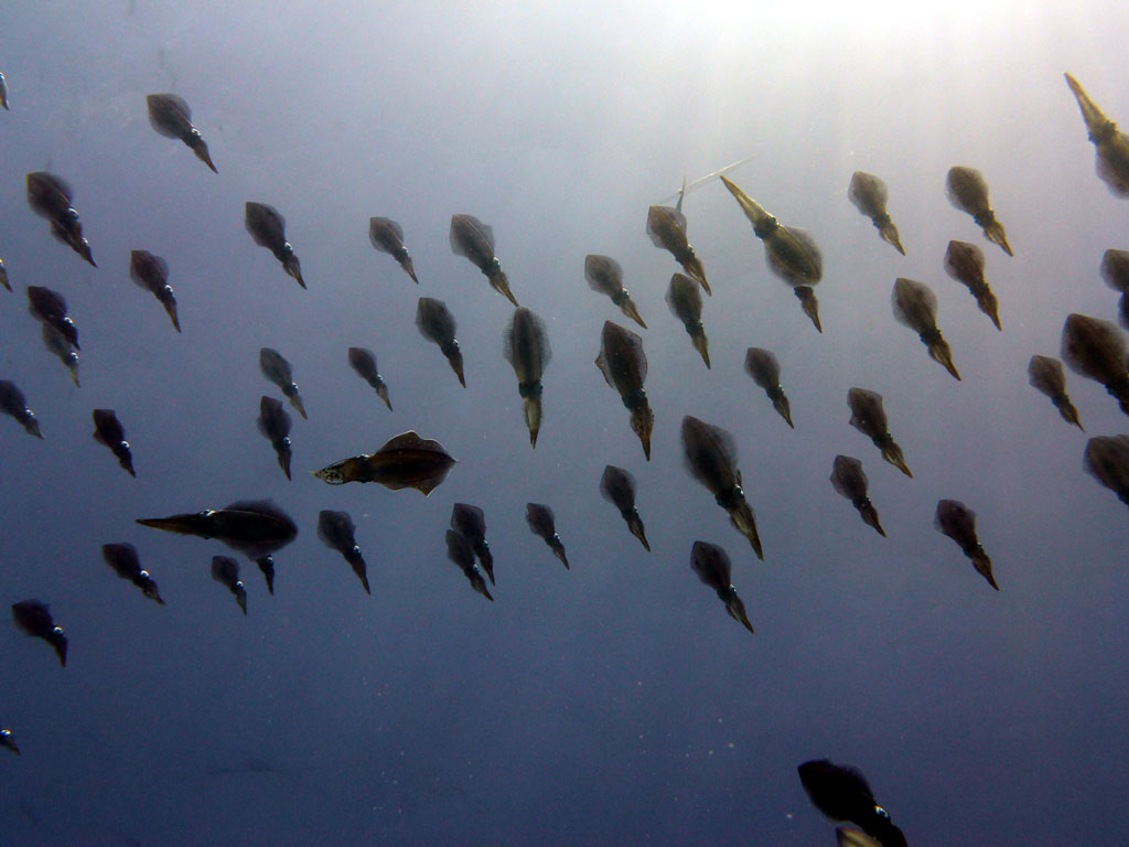 Ambon Image 30