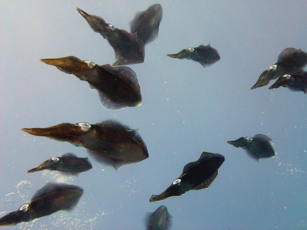 Ambon Image 31