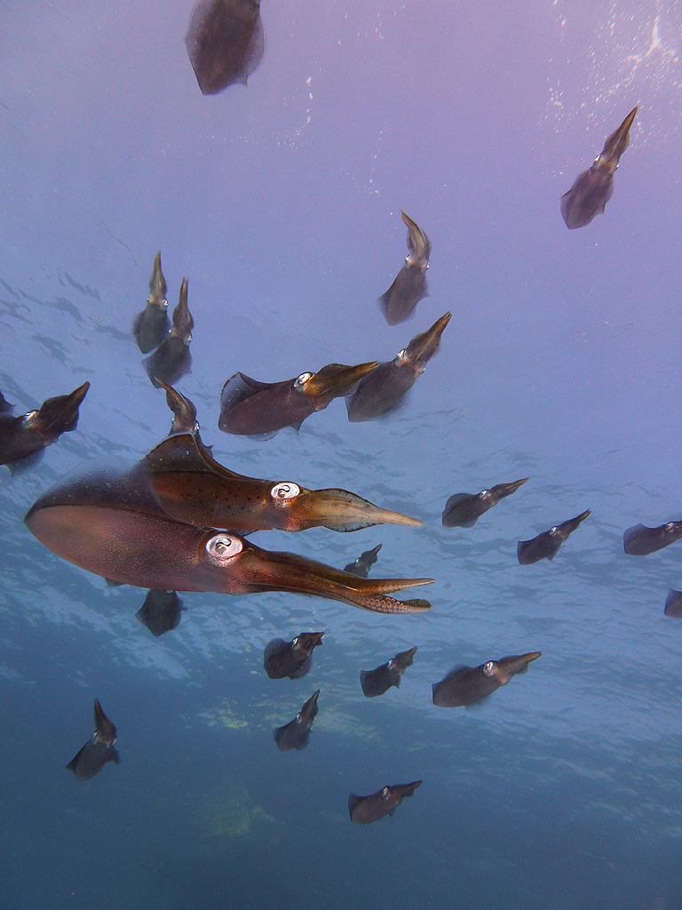 Ambon Image 32